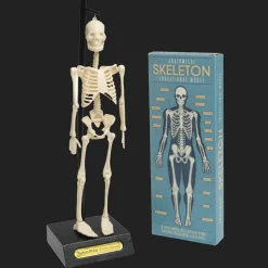 Rex London Anatomical skeleton model Outlet