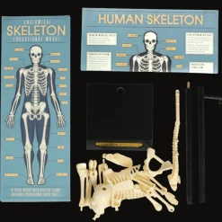 Rex London Anatomical skeleton model Outlet
