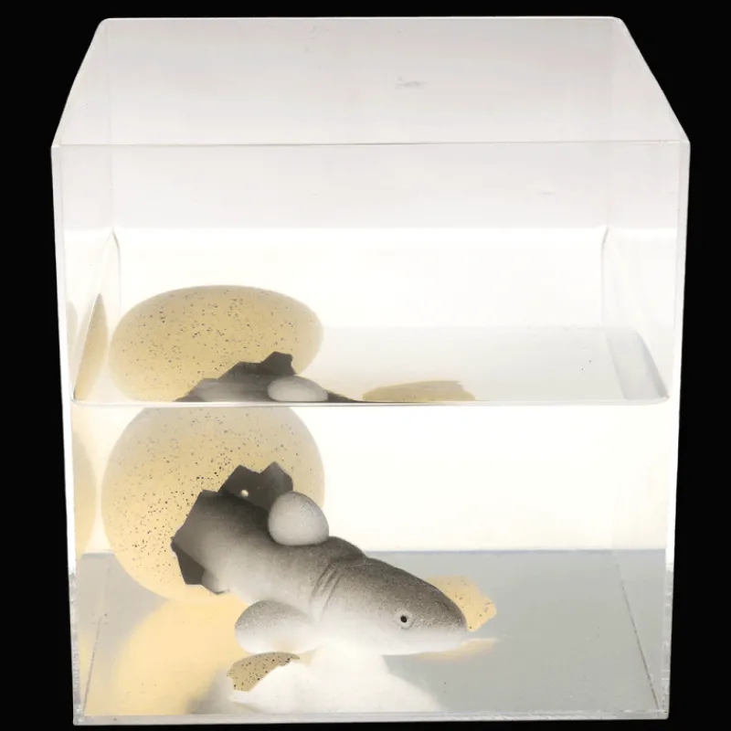 Rex London Giant hatching shark egg - Sharks Clearance