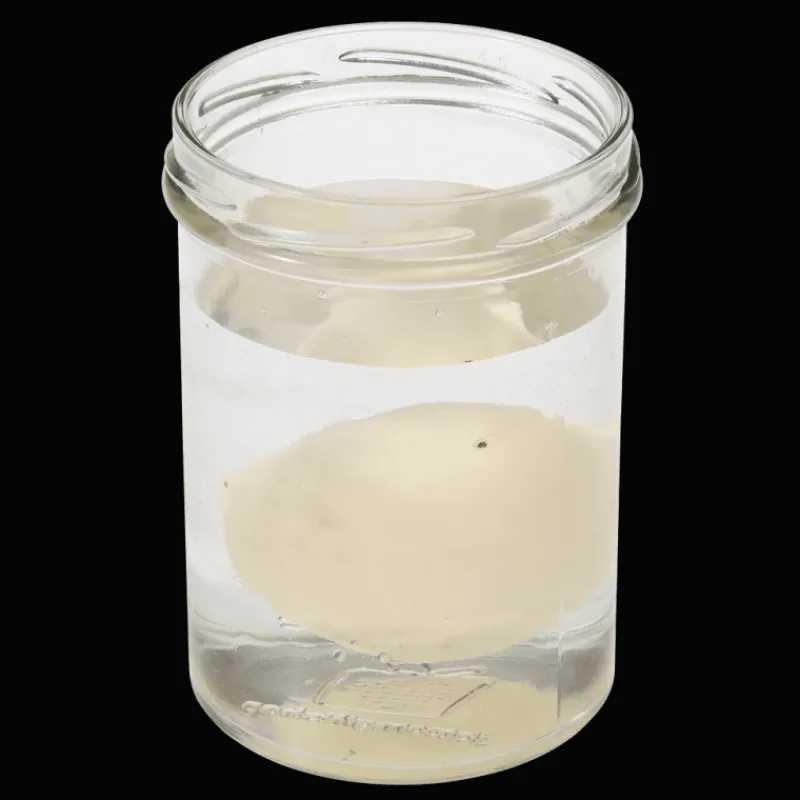 Rex London Hatch your own dinosaur egg Best