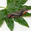 Rex London Realistic centipede toy Hot