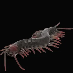 Rex London Realistic centipede toy Hot