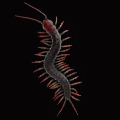 Rex London Realistic centipede toy Hot