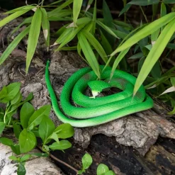 Rex London Rubber cobra toy Online