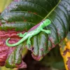 Rex London Super stretchy gecko (assorted - SINGLE) Discount